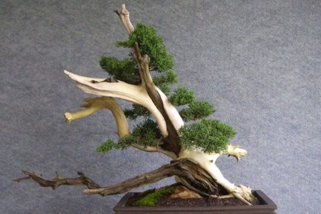 Bonsai từ tro tàn: Vẻ đẹp của gỗ chết trong nghệ thuật bonsai Nhật Bản Bonsai từ tro tàn: Vẻ đẹp của gỗ chết trong nghệ thuật bonsai Nhật Bản