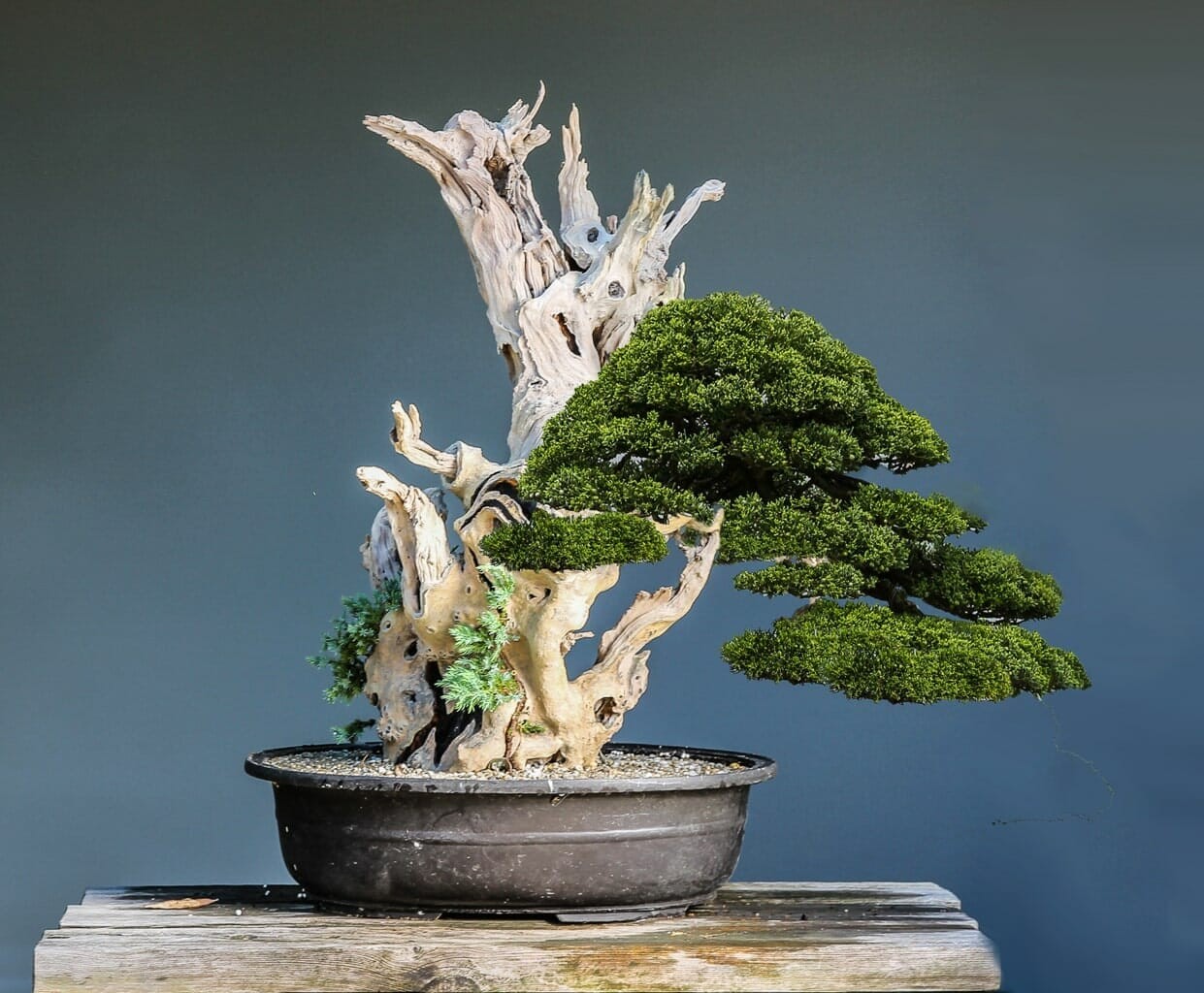 Bonsai từ tro tàn: Vẻ đẹp của gỗ chết trong nghệ thuật bonsai Nhật Bản Bonsai từ tro tàn: Vẻ đẹp của gỗ chết trong nghệ thuật bonsai Nhật Bản