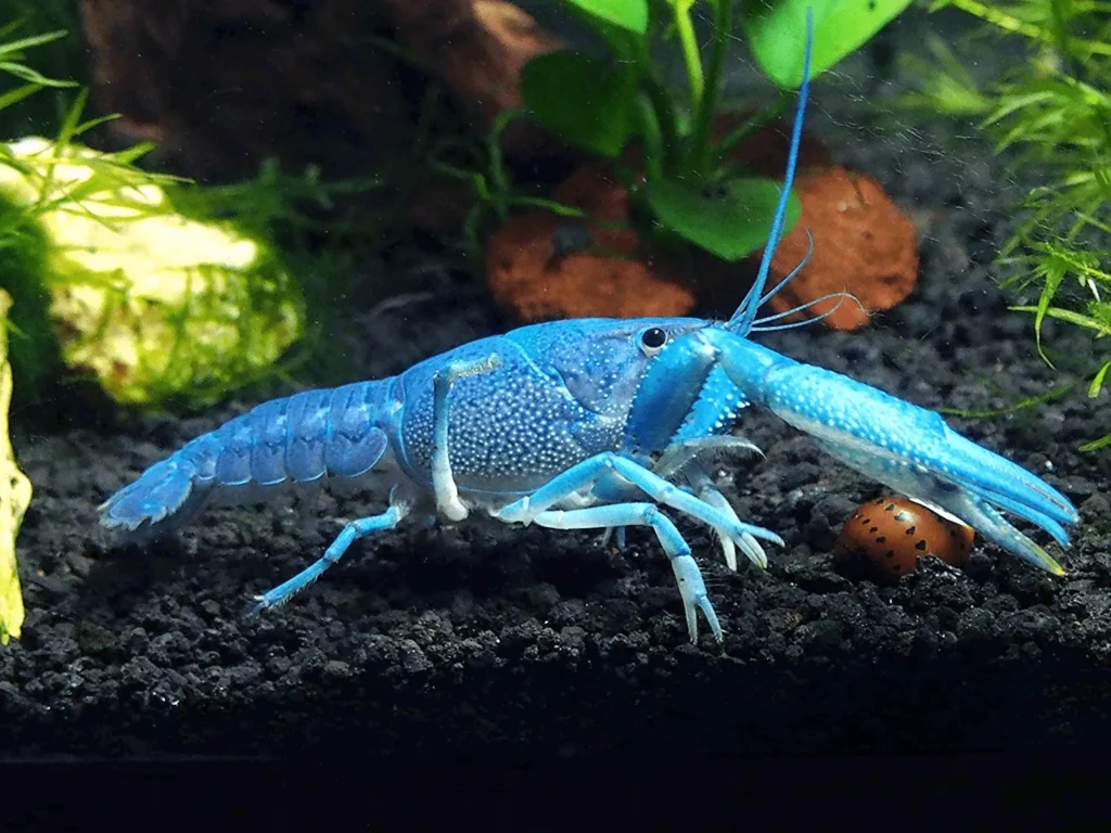 5 loài thú cưng thủy sinh độc đáo, người mới nuôi cũng thành công 5 loài thú cưng thủy sinh độc đáo, người mới nuôi cũng thành công