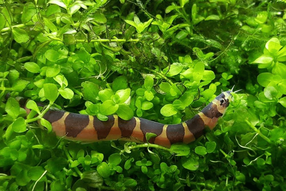 5 loài thú cưng thủy sinh độc đáo, người mới nuôi cũng thành công 5 loài thú cưng thủy sinh độc đáo, người mới nuôi cũng thành công