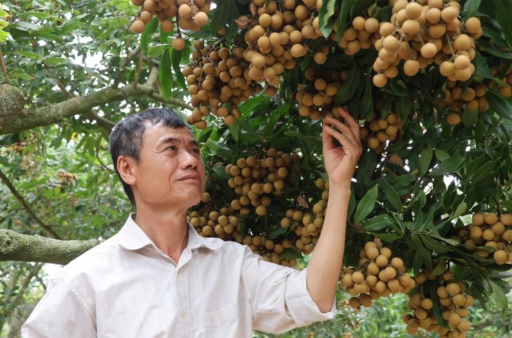 Bí quyết lạ giúp nhãn Hải Phòng quả to, mọng nước, bán 30.000 đồng/kg Bí quyết lạ giúp nhãn Hải Phòng quả to, mọng nước, bán 30.000 đồng/kg