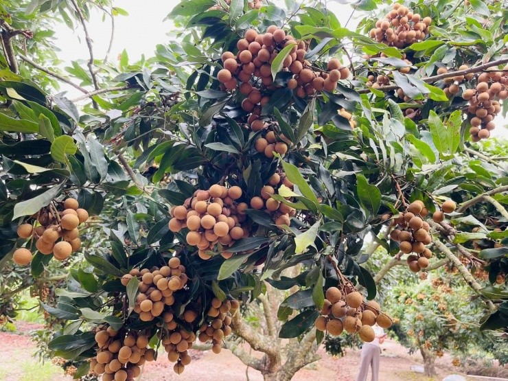 Bí quyết lạ giúp nhãn Hải Phòng quả to, mọng nước, bán 30.000 đồng/kg Bí quyết lạ giúp nhãn Hải Phòng quả to, mọng nước, bán 30.000 đồng/kg