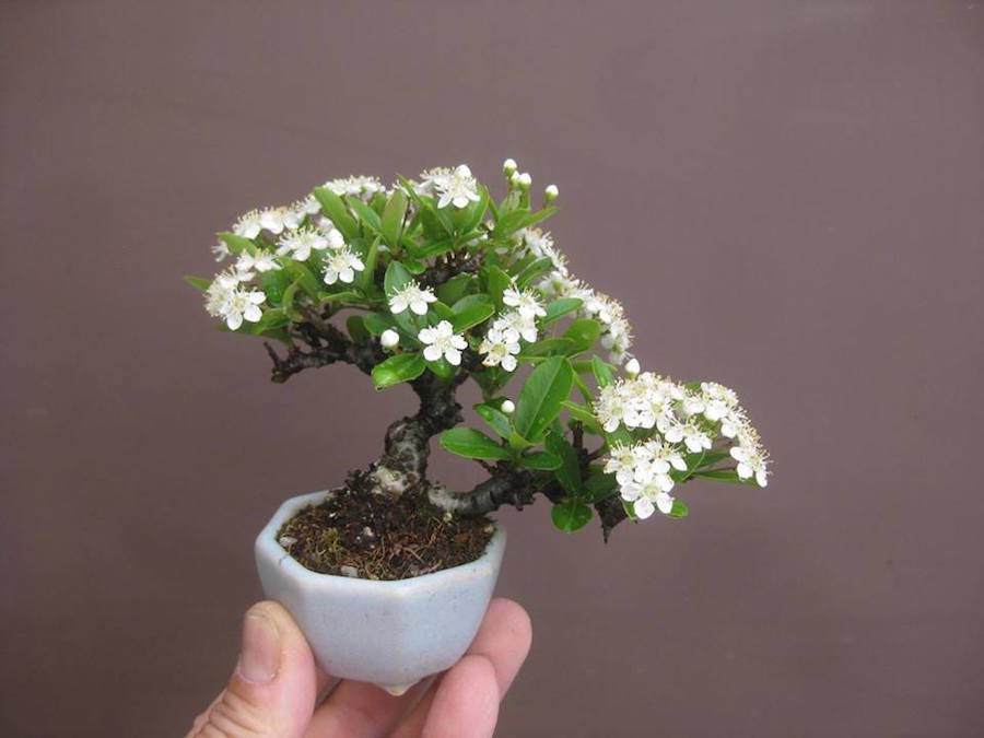 Mame bonsai: Nghệ thuật thu nhỏ thiên nhiên đến tận cùng Mame bonsai: Nghệ thuật thu nhỏ thiên nhiên đến tận cùng