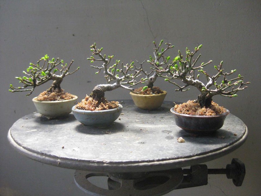 Mame bonsai: Nghệ thuật thu nhỏ thiên nhiên đến tận cùng Mame bonsai: Nghệ thuật thu nhỏ thiên nhiên đến tận cùng