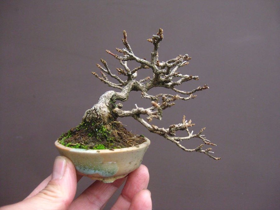 Mame bonsai: Nghệ thuật thu nhỏ thiên nhiên đến tận cùng Mame bonsai: Nghệ thuật thu nhỏ thiên nhiên đến tận cùng