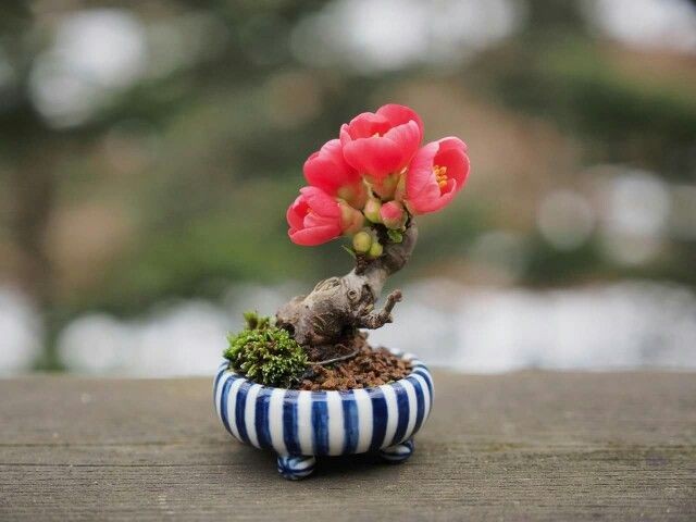 Mame bonsai: Nghệ thuật thu nhỏ thiên nhiên đến tận cùng Mame bonsai: Nghệ thuật thu nhỏ thiên nhiên đến tận cùng