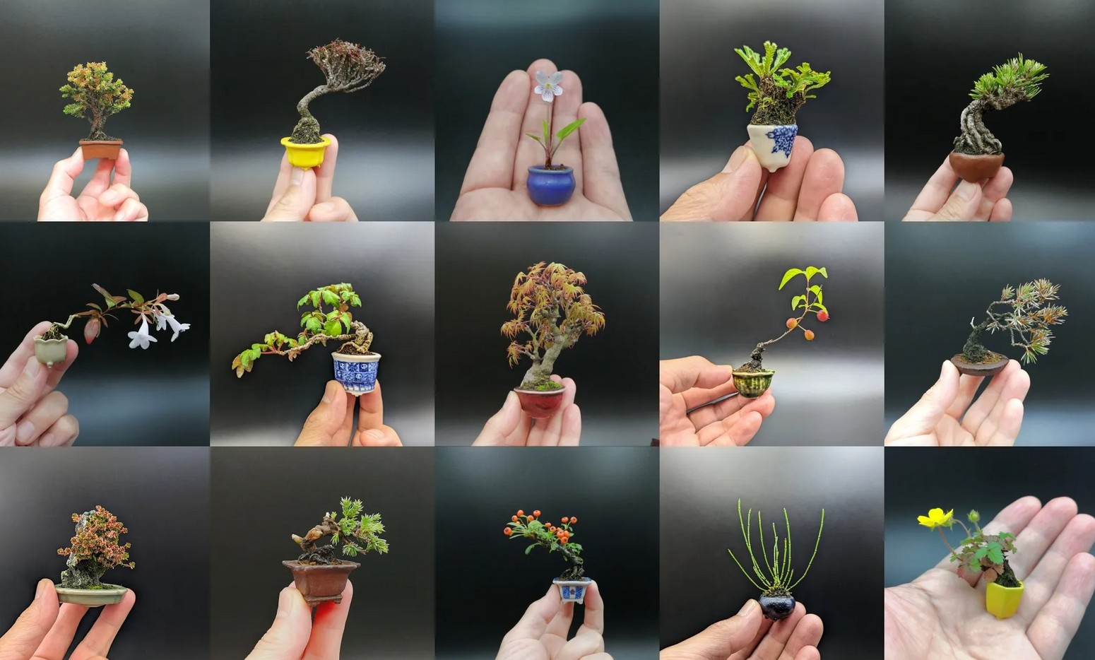 Mame bonsai: Nghệ thuật thu nhỏ thiên nhiên đến tận cùng Mame bonsai: Nghệ thuật thu nhỏ thiên nhiên đến tận cùng