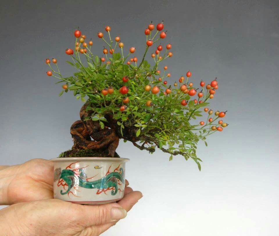Mame bonsai: Nghệ thuật thu nhỏ thiên nhiên đến tận cùng Mame bonsai: Nghệ thuật thu nhỏ thiên nhiên đến tận cùng