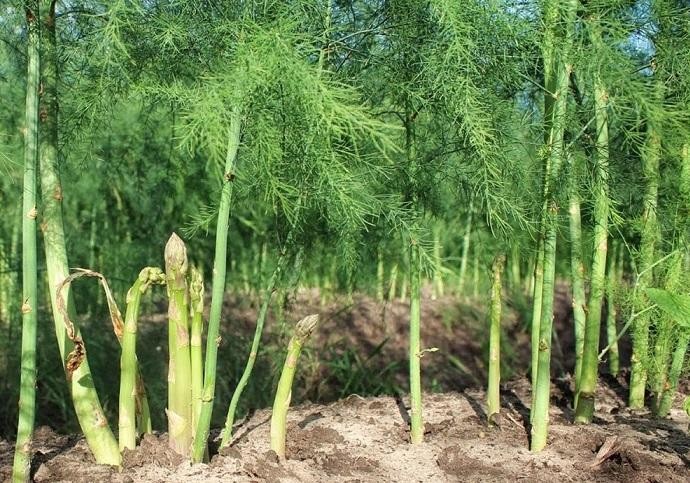 Nông dân vùng cát mạnh dạn trồng măng tây xuất khẩu