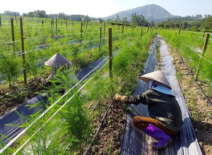 Nông dân vùng cát mạnh dạn trồng măng tây xuất khẩu