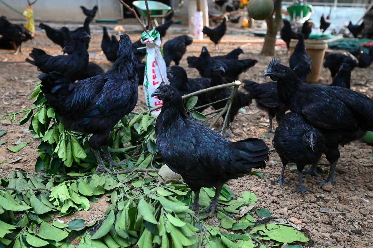 Gà đen ăn lá bưởi, lá thuốc, nghe nhạc, đẻ trứng thảo dược ở xứ Mường Gà đen ăn lá bưởi, lá thuốc, nghe nhạc, đẻ trứng thảo dược ở xứ Mường