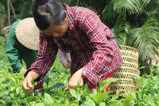 Chè bản Ven – Sợi chỉ xanh dệt nên bản sắc và sinh kế vùng Yên Thế
