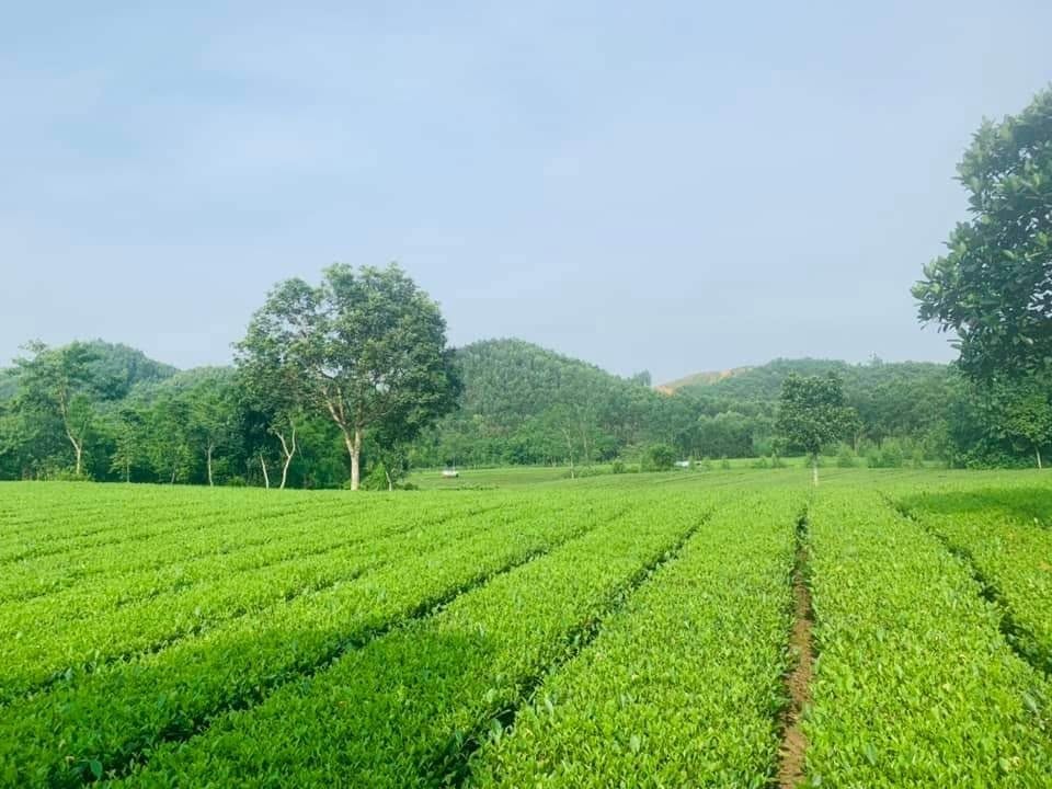 Chè bản Ven – Sợi chỉ xanh dệt nên bản sắc và sinh kế vùng Yên Thế