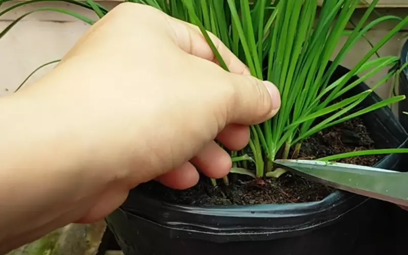 Thời điểm tốt nhất để gieo hạt hẹ, người mới trồng cũng thành công Thời điểm tốt nhất để gieo hạt hẹ, người mới trồng cũng thành công