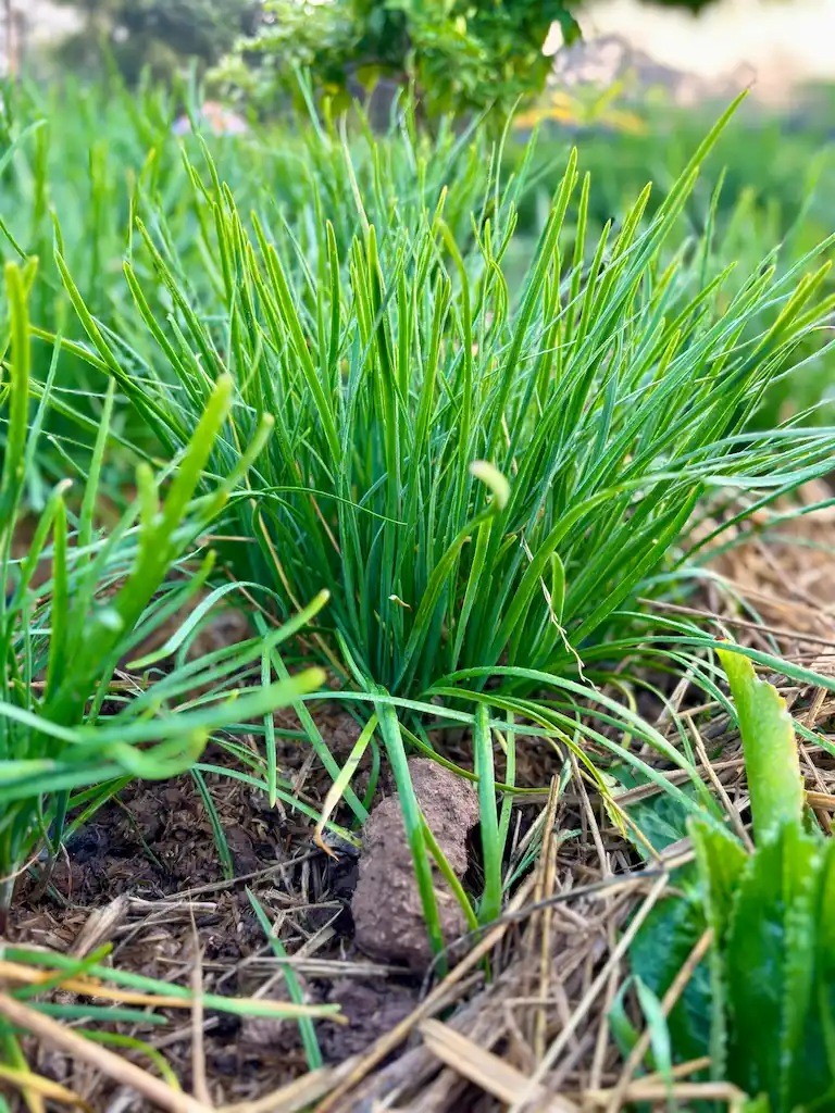 Thời điểm tốt nhất để gieo hạt hẹ, người mới trồng cũng thành công Thời điểm tốt nhất để gieo hạt hẹ, người mới trồng cũng thành công