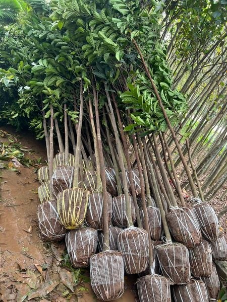 Loại quả từng gắn với bữa cơm quê, nay được nhiều người tìm trồng trong vườn
