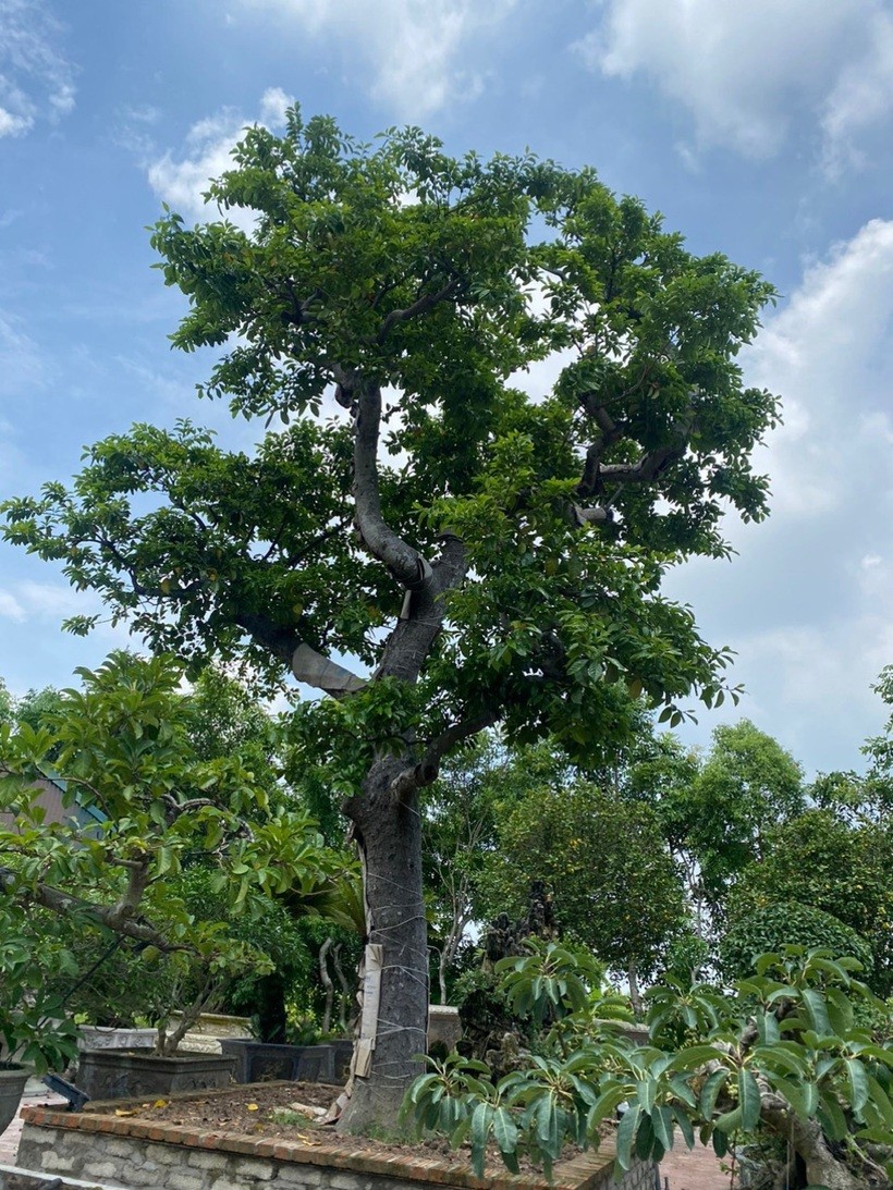 Loại quả từng gắn với bữa cơm quê, nay được nhiều người tìm trồng trong vườn