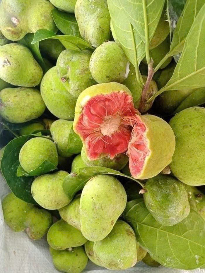 Loại quả từng gắn với bữa cơm quê, nay được nhiều người tìm trồng trong vườn