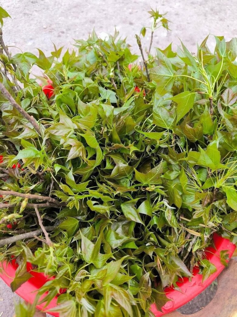 Lá sau sau non chấm mẻ – món rau rừng lạ vị của người Lạng Sơn Lá sau sau non chấm mẻ – món rau rừng lạ vị của người Lạng Sơn