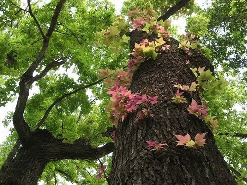 Lá sau sau non chấm mẻ – món rau rừng lạ vị của người Lạng Sơn Lá sau sau non chấm mẻ – món rau rừng lạ vị của người Lạng Sơn