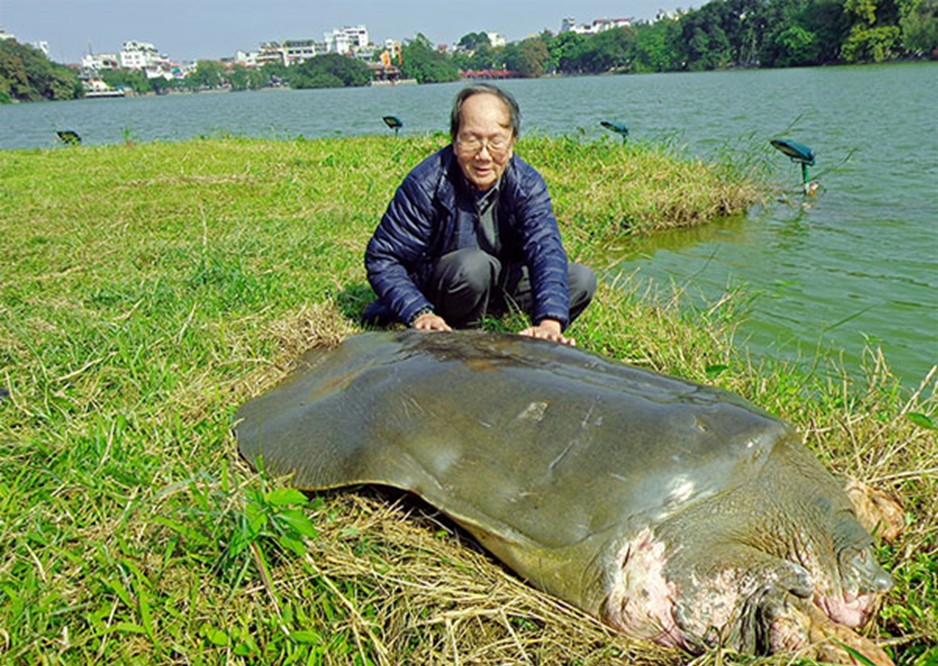 PGS.TS Hà Đình Đức qua đời: Người dành hơn 30 năm nghiên cứu rùa Hồ Gươm