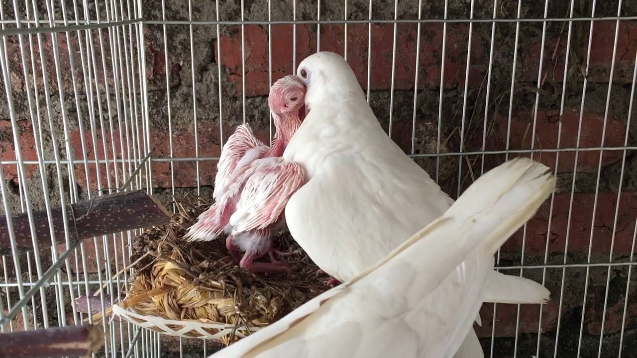 Mô hình nuôi chim cu gáy giúp nhiều hộ nông dân đổi đời Mô hình nuôi chim cu gáy giúp nhiều hộ nông dân đổi đời