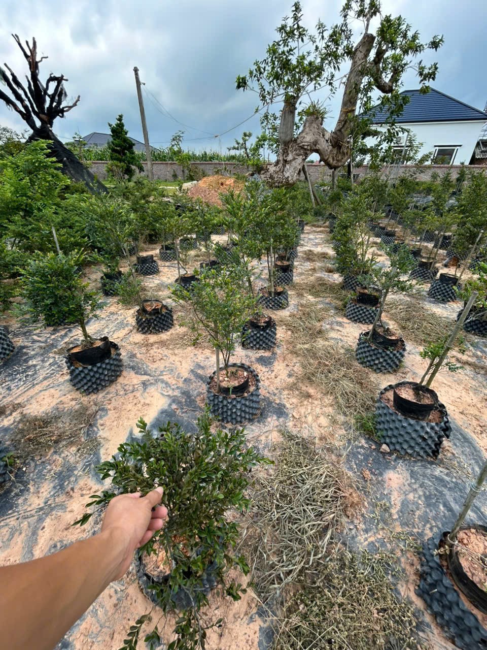 Chàng trai Quảng Ninh 10 năm theo nghề bonsai, gây dựng vườn cây cảnh 2 ha Chàng trai Quảng Ninh 10 năm theo nghề bonsai, gây dựng vườn cây cảnh 2 ha
