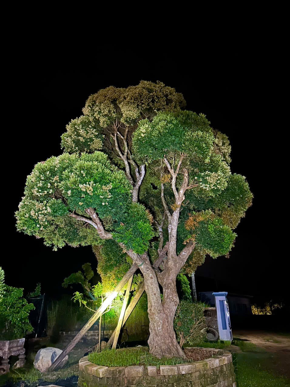 Chàng trai Quảng Ninh 10 năm theo nghề bonsai, gây dựng vườn cây cảnh 2 ha Chàng trai Quảng Ninh 10 năm theo nghề bonsai, gây dựng vườn cây cảnh 2 ha