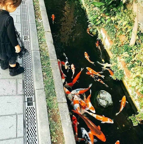Những dòng mương biến thành điểm du lịch nhờ đàn cá Koi ở Nhật Bản Những dòng mương biến thành điểm du lịch nhờ đàn cá Koi ở Nhật Bản