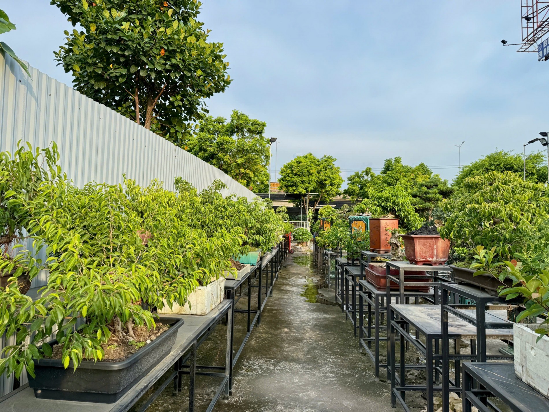 Zen Bonsai: Nơi gặp gỡ của những người yêu cây