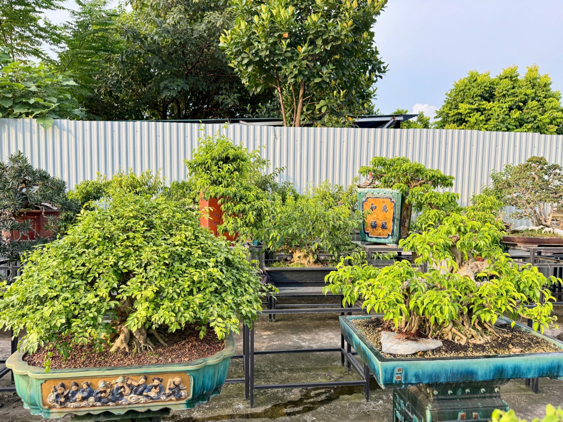 Zen Bonsai: Nơi gặp gỡ của những người yêu cây