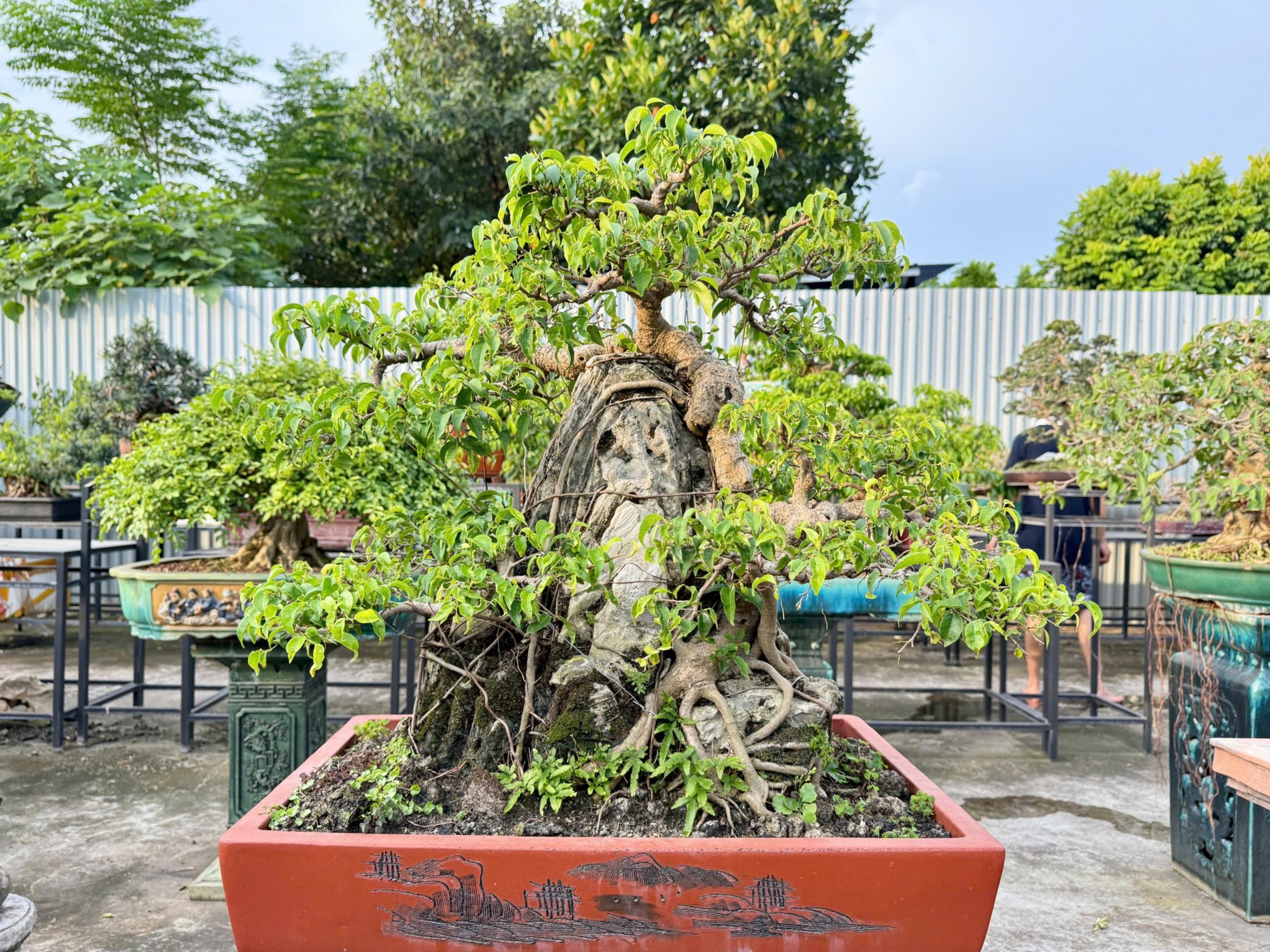 Zen Bonsai: Nơi gặp gỡ của những người yêu cây
