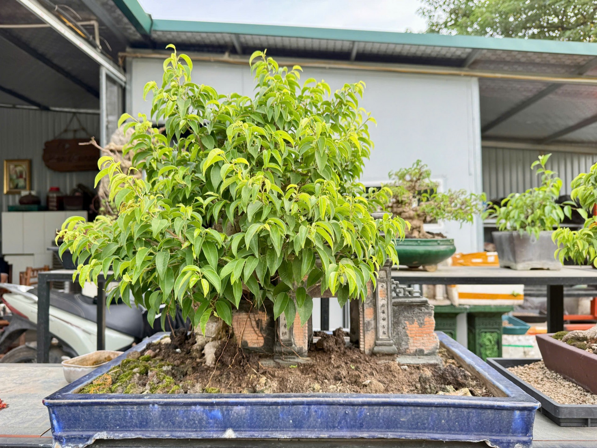 Zen Bonsai: Nơi gặp gỡ của những người yêu cây