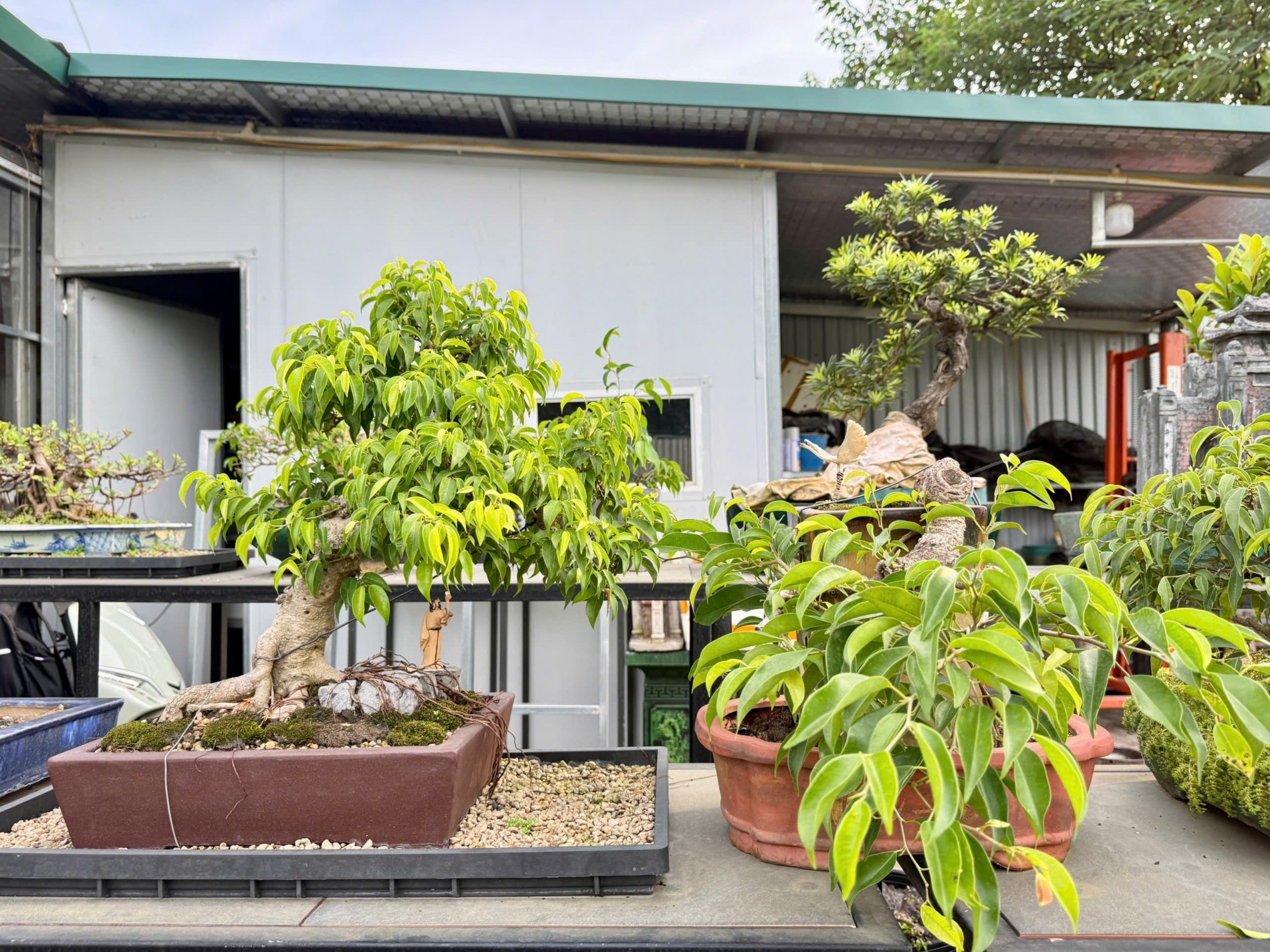 Zen Bonsai: Nơi gặp gỡ của những người yêu cây