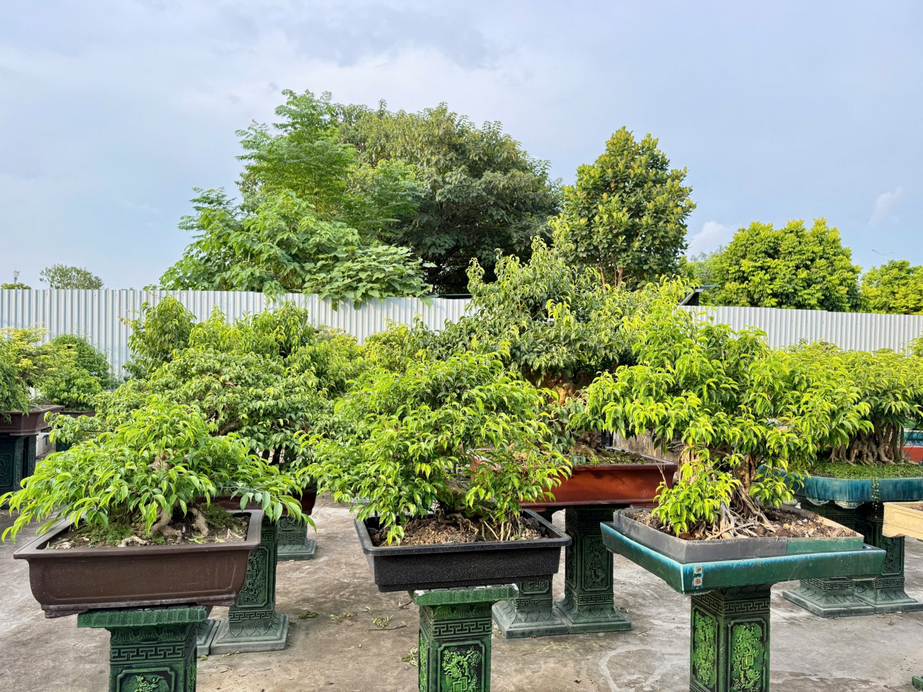 Zen Bonsai: Nơi gặp gỡ của những người yêu cây