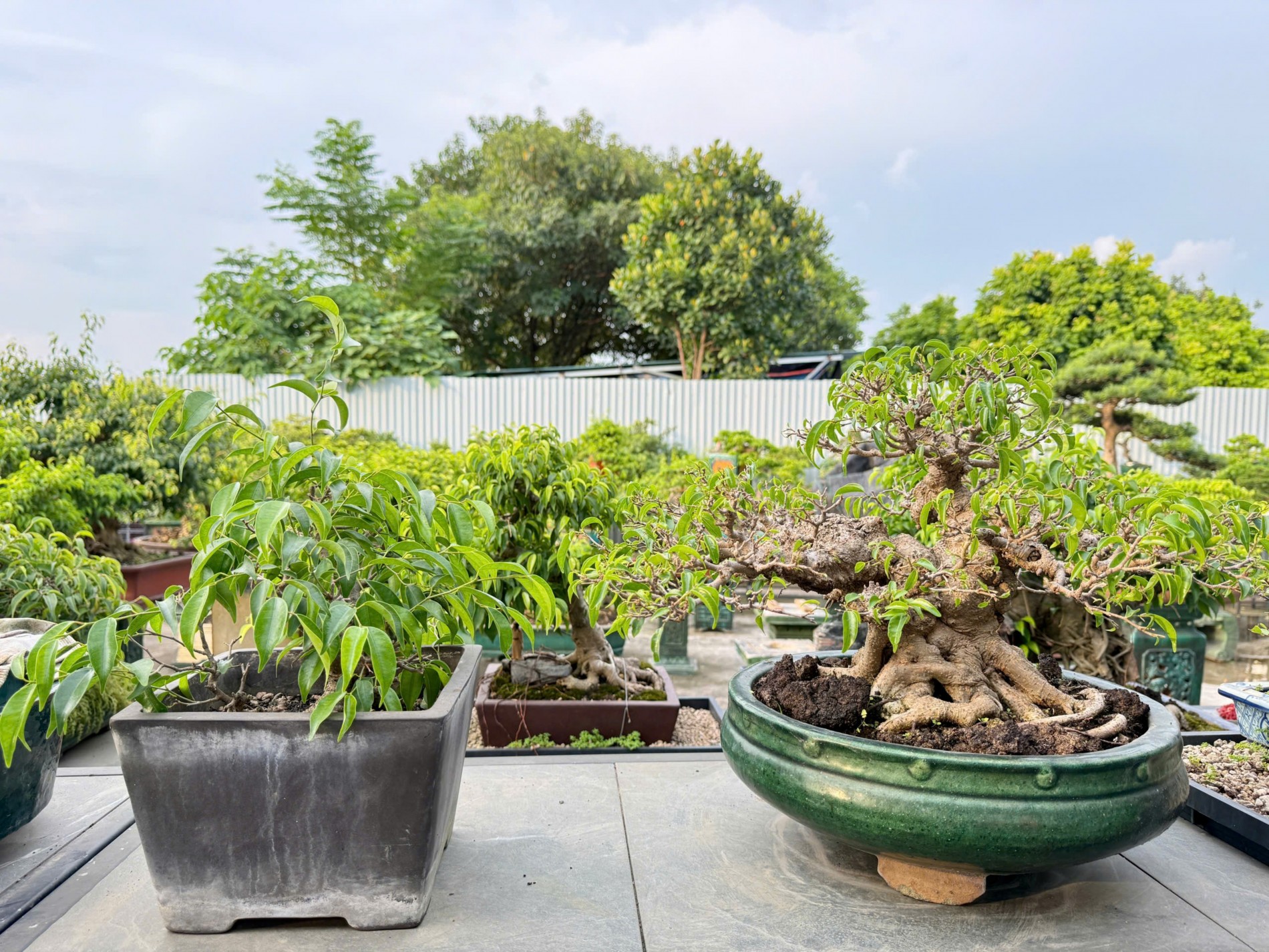 Zen Bonsai: Nơi gặp gỡ của những người yêu cây