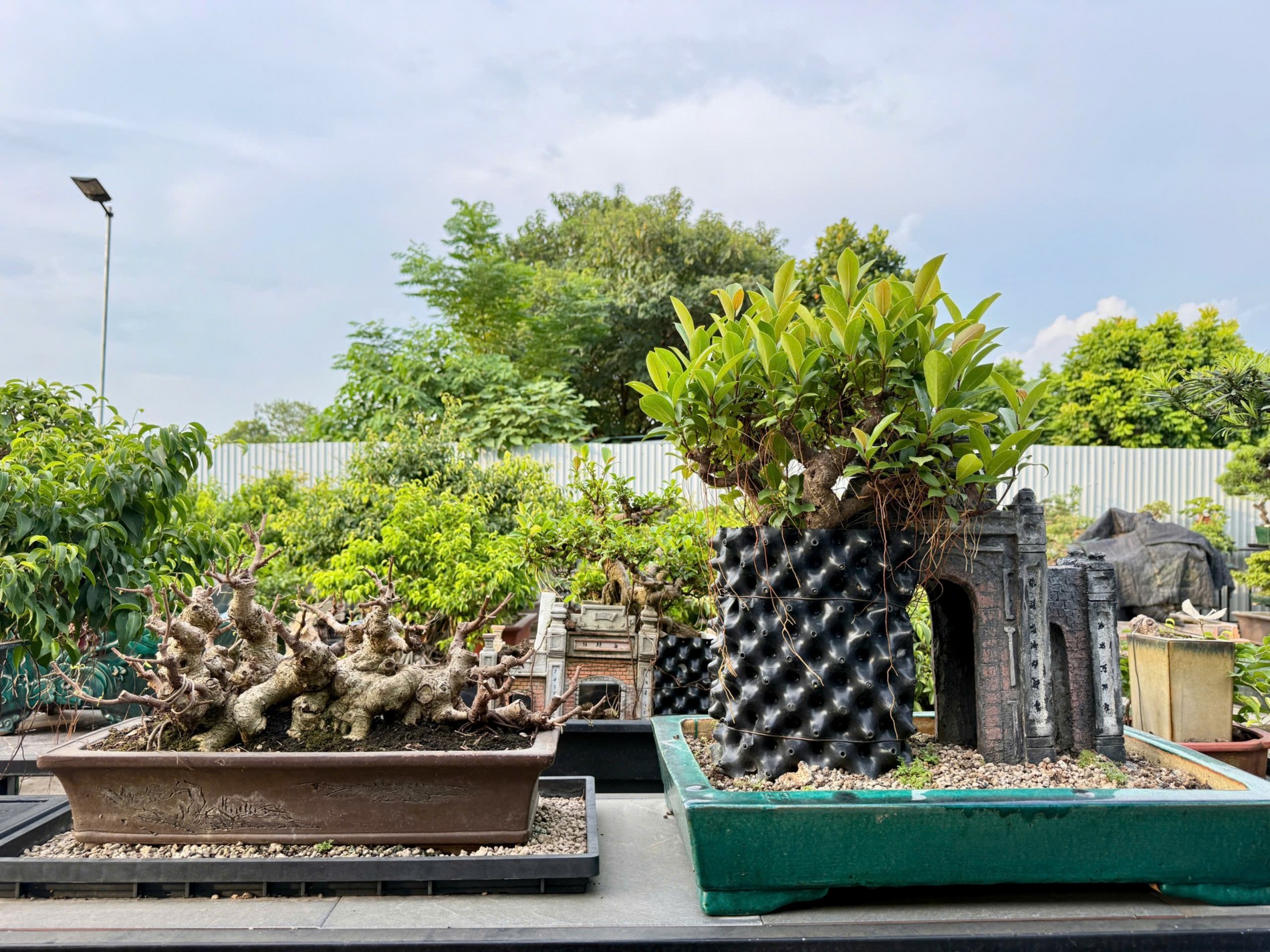 Zen Bonsai: Nơi gặp gỡ của những người yêu cây