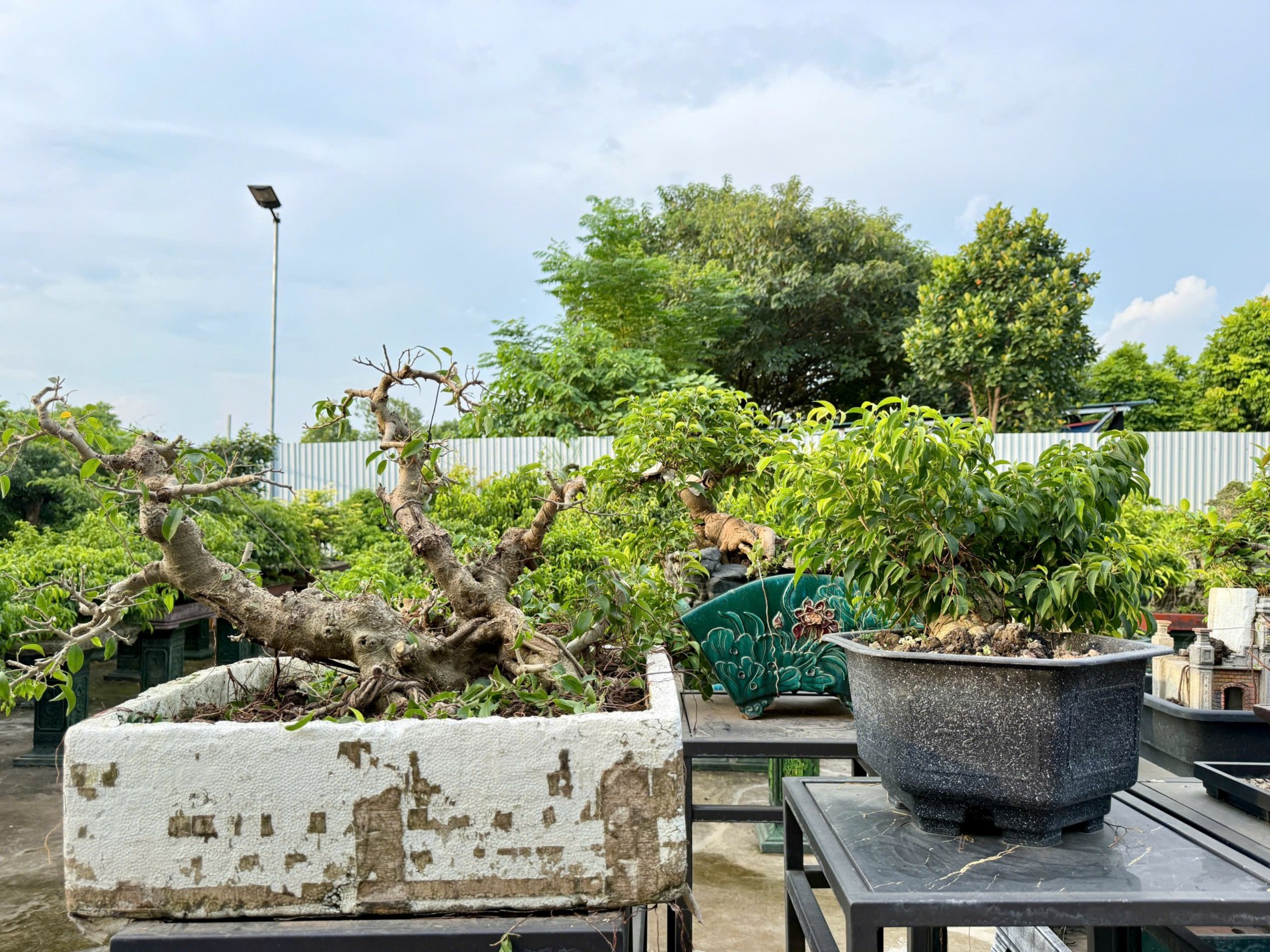 Zen Bonsai: Nơi gặp gỡ của những người yêu cây