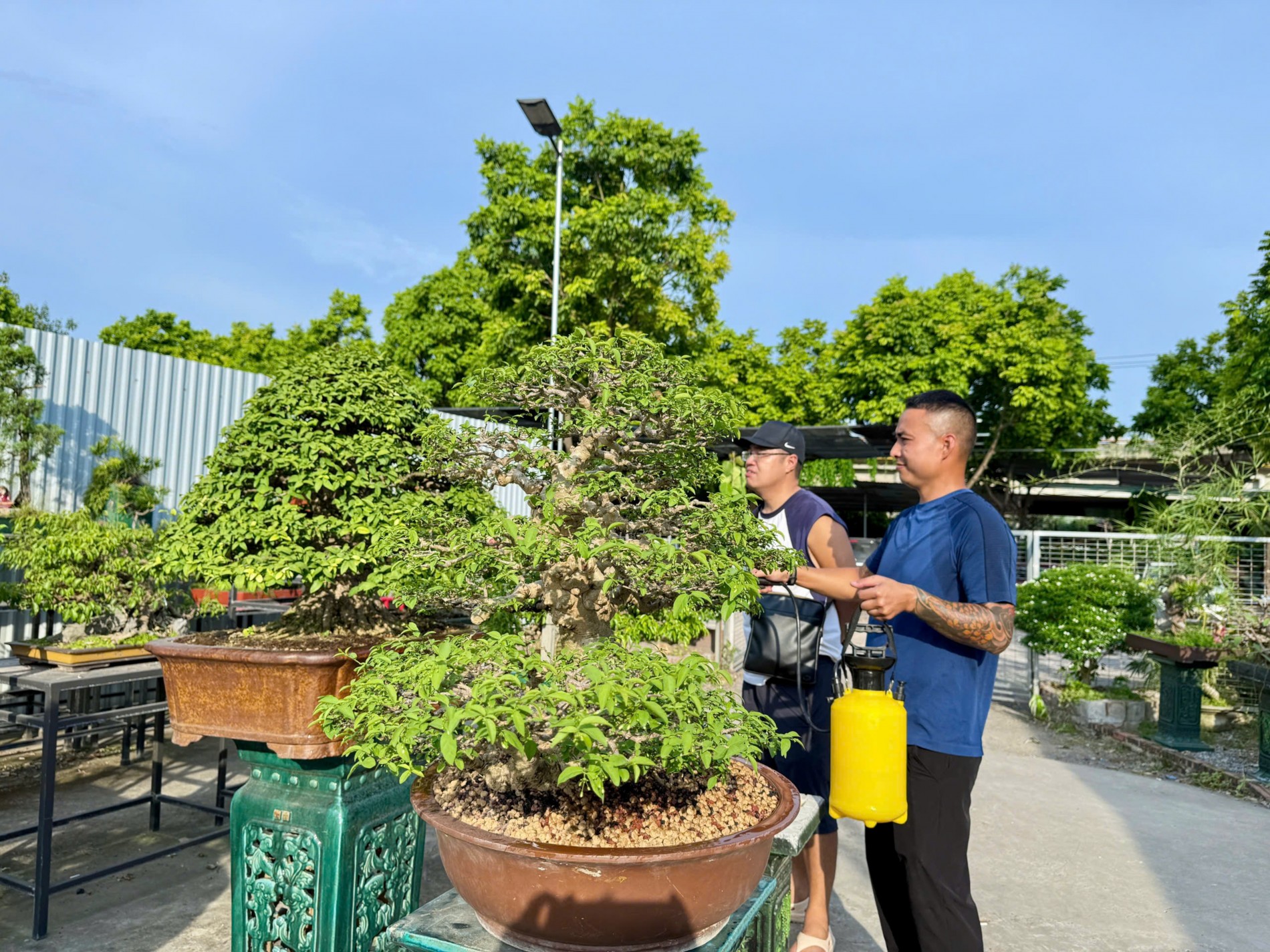 Zen Bonsai: Nơi gặp gỡ của những người yêu cây