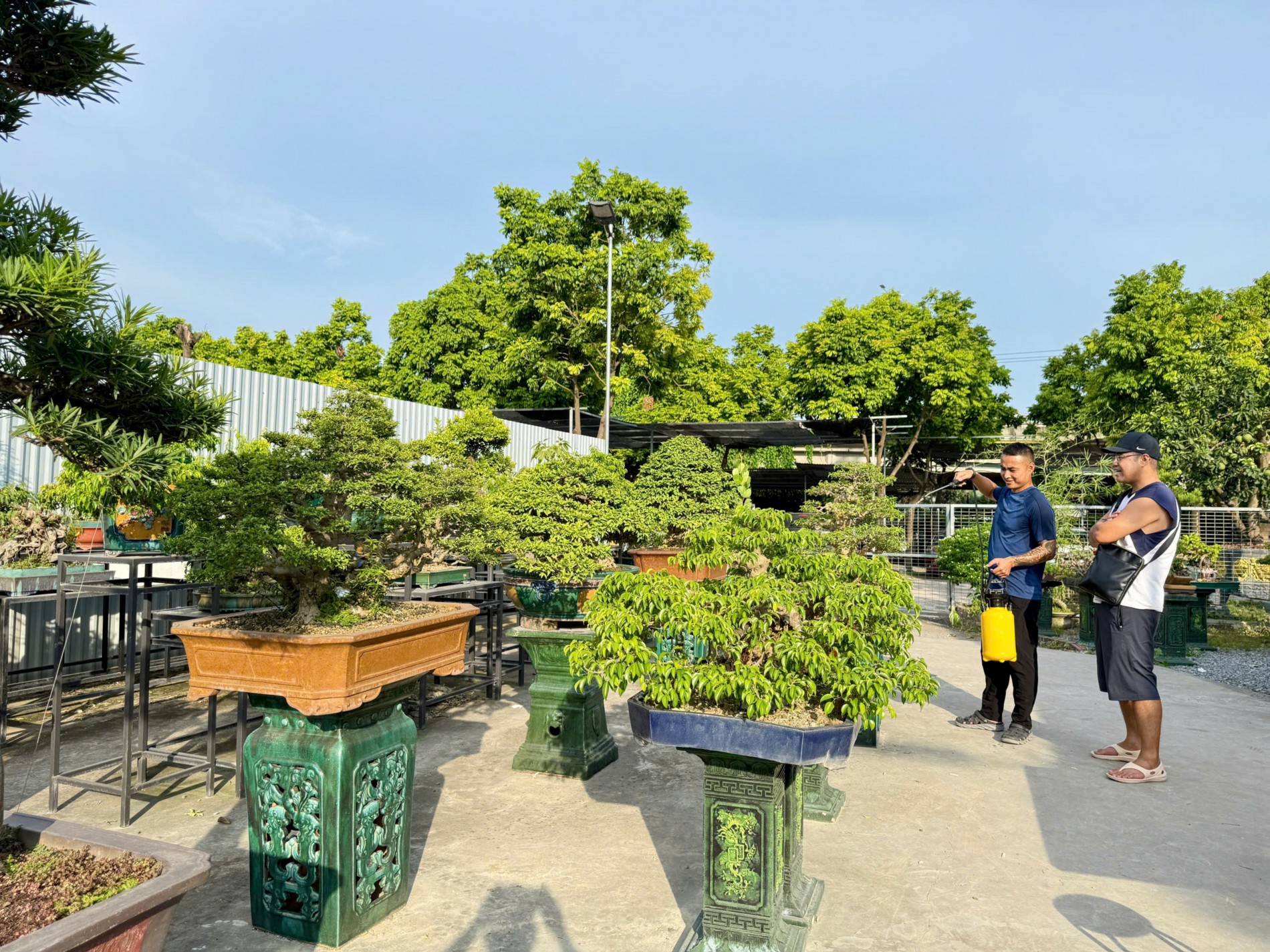 Zen Bonsai: Nơi gặp gỡ của những người yêu cây