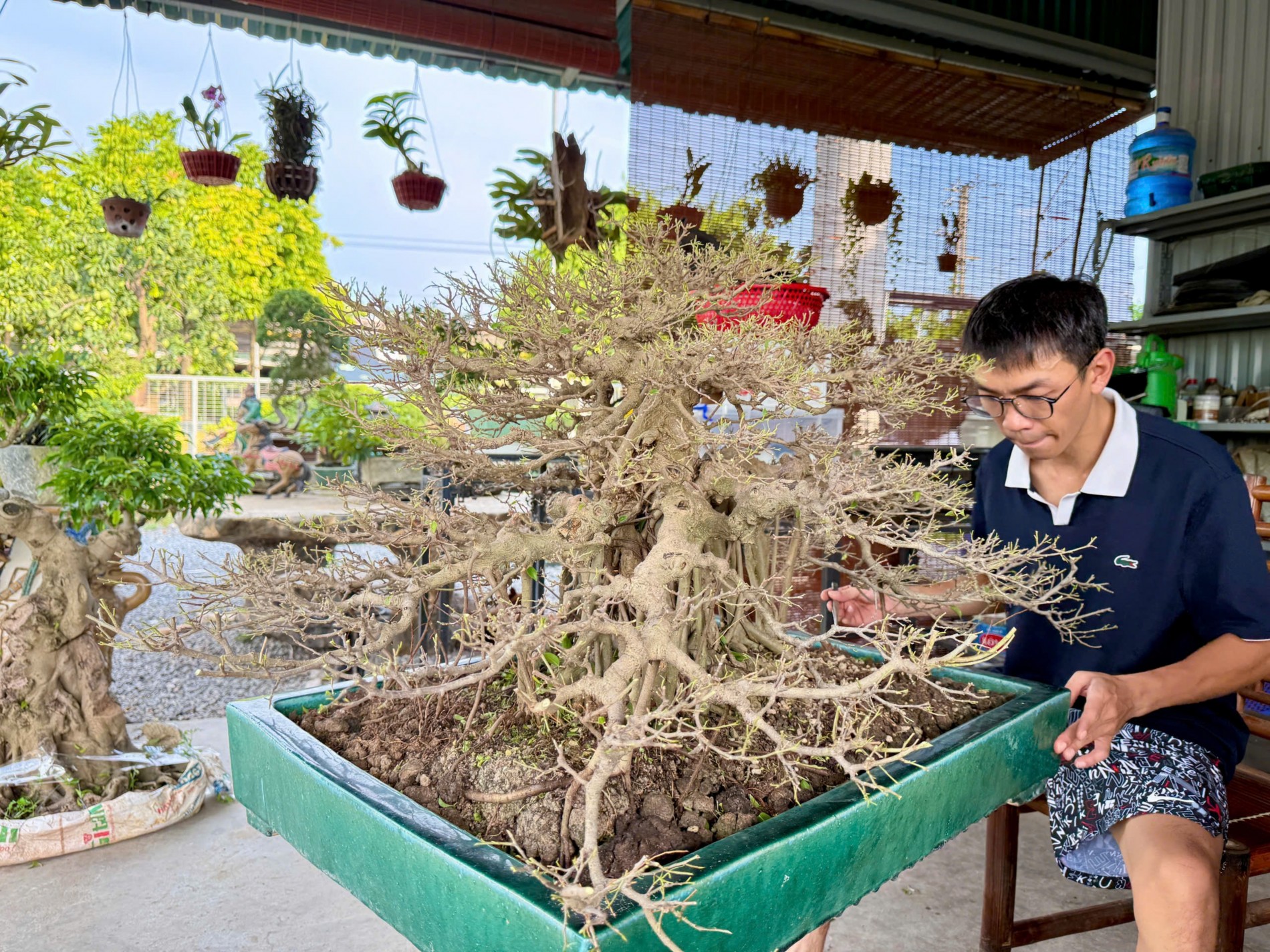 Zen Bonsai: Nơi gặp gỡ của những người yêu cây