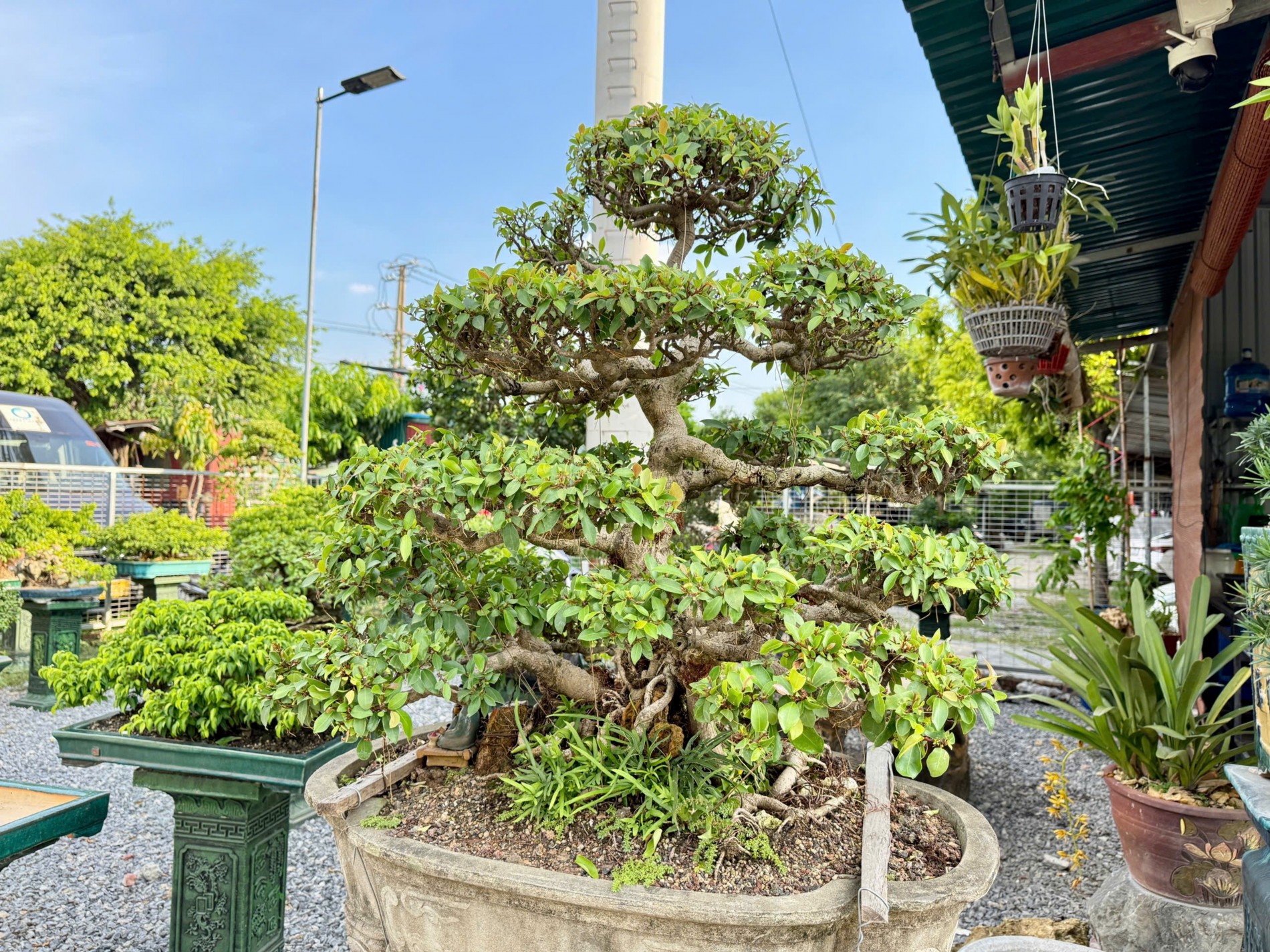 Zen Bonsai: Nơi gặp gỡ của những người yêu cây