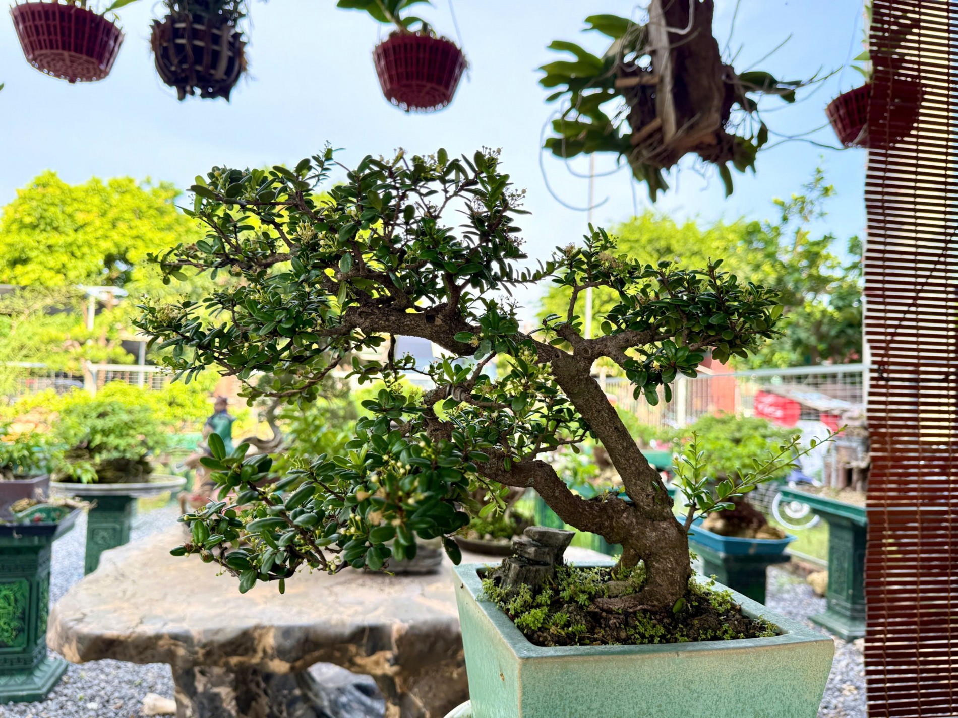 Zen Bonsai: Nơi gặp gỡ của những người yêu cây