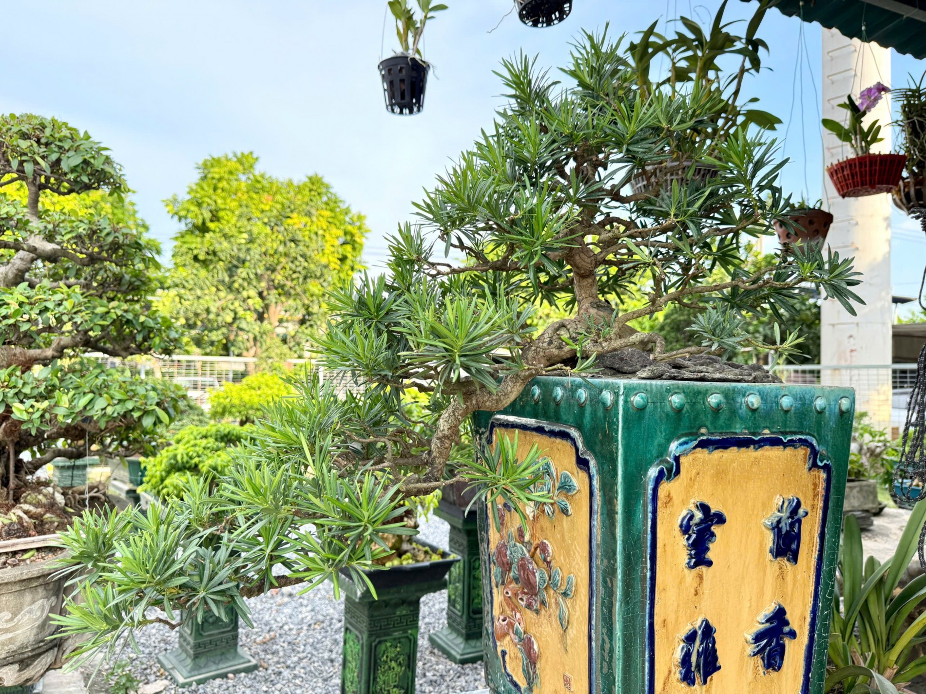 Zen Bonsai: Nơi gặp gỡ của những người yêu cây