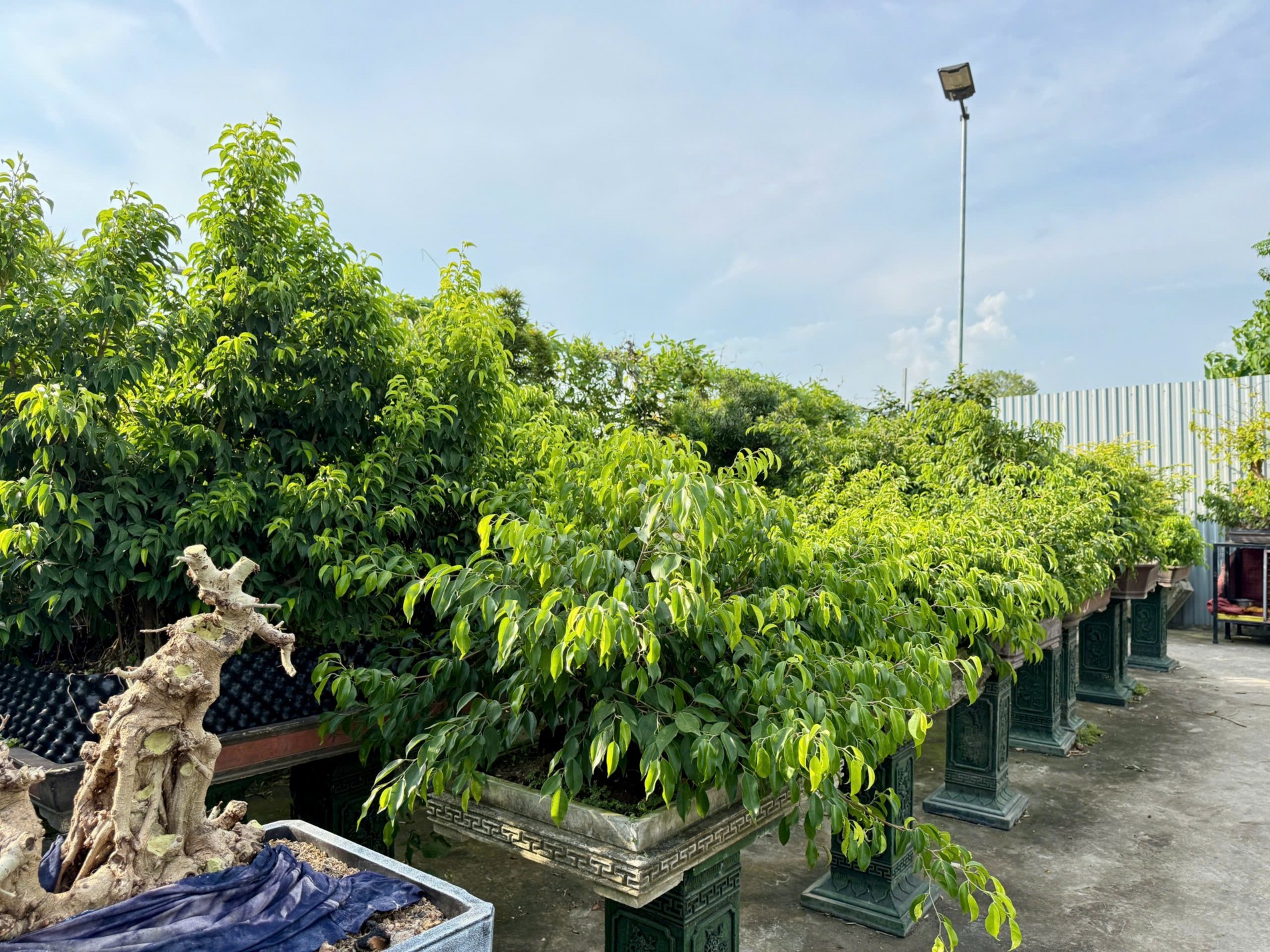 Zen Bonsai: Nơi gặp gỡ của những người yêu cây