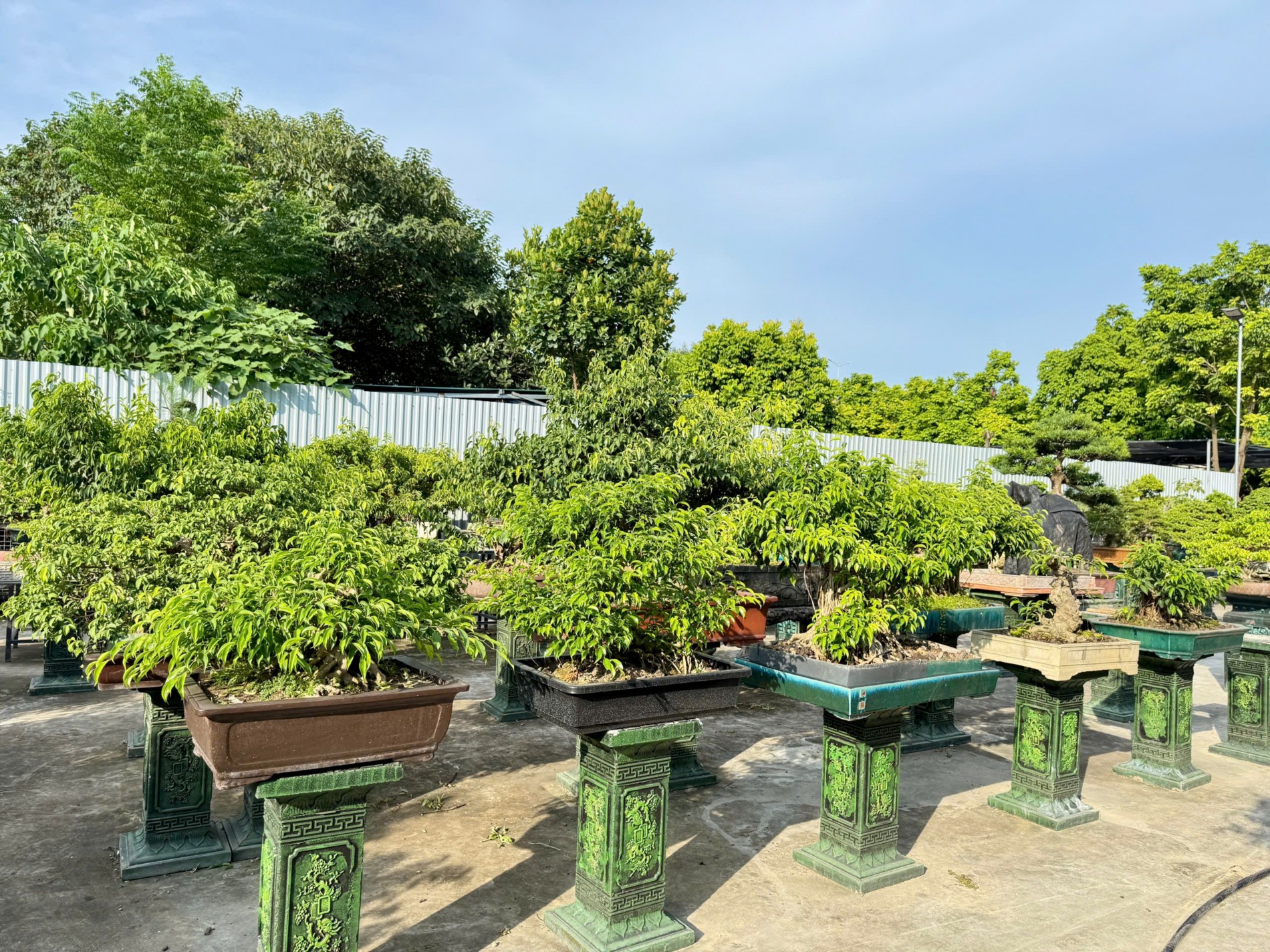 Zen Bonsai: Nơi gặp gỡ của những người yêu cây