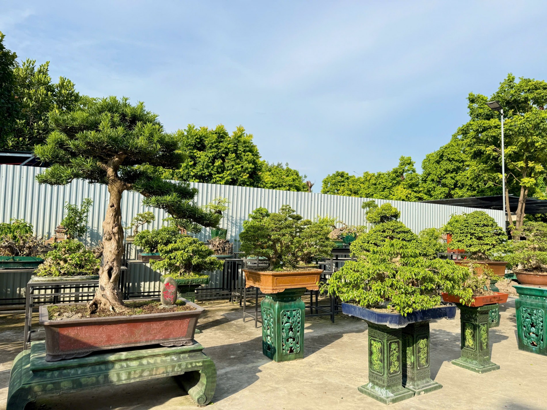 Zen Bonsai: Nơi gặp gỡ của những người yêu cây