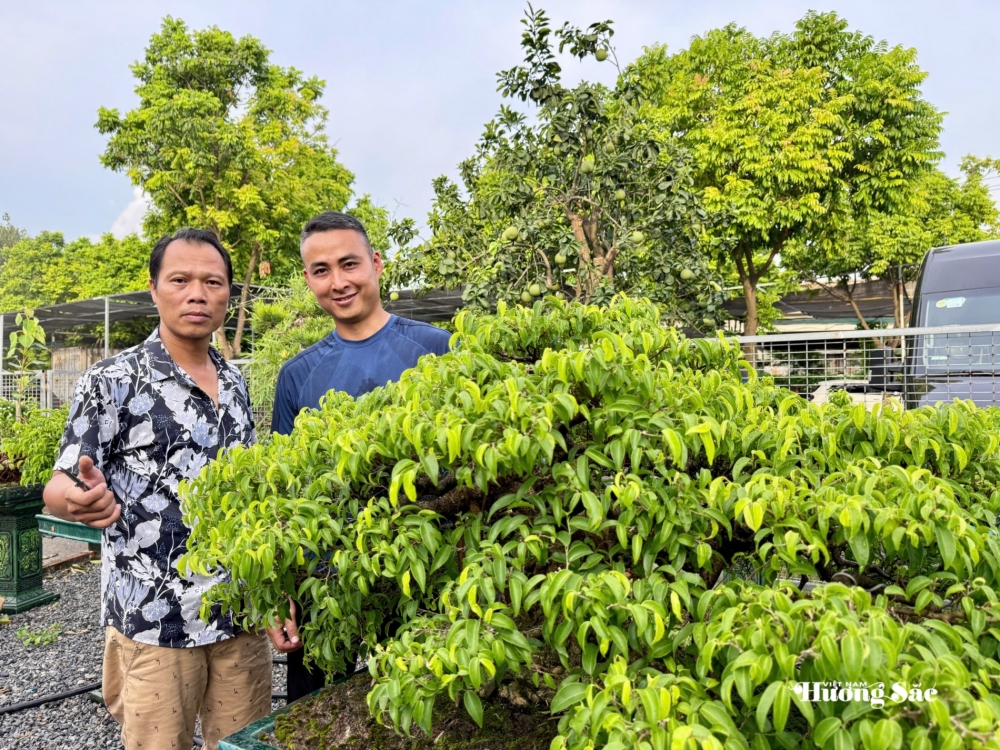 Zen Bonsai: Nơi gặp gỡ của những người yêu cây Zen Bonsai: Nơi gặp gỡ của những người yêu cây