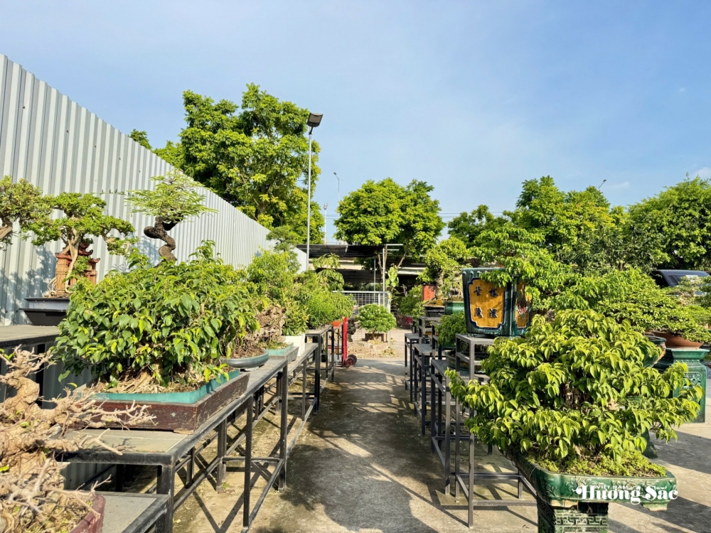 Zen Bonsai: Nơi gặp gỡ của những người yêu cây Zen Bonsai: Nơi gặp gỡ của những người yêu cây