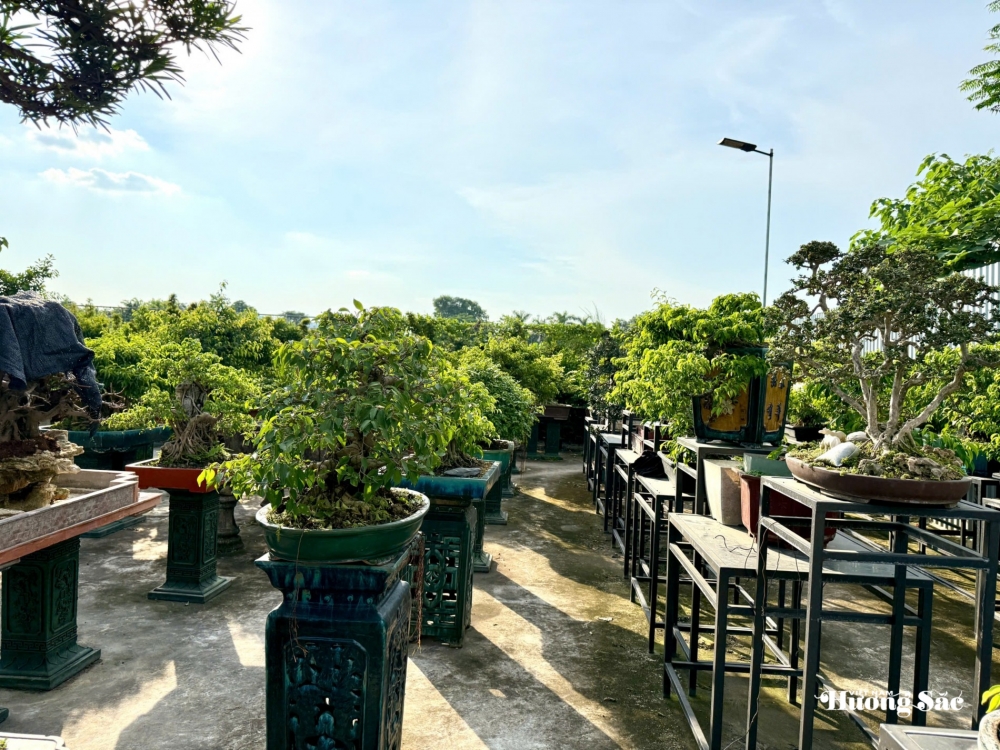 Zen Bonsai: Nơi gặp gỡ của những người yêu cây Zen Bonsai: Nơi gặp gỡ của những người yêu cây